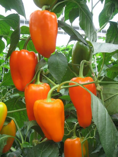 выращивание перца в теплице