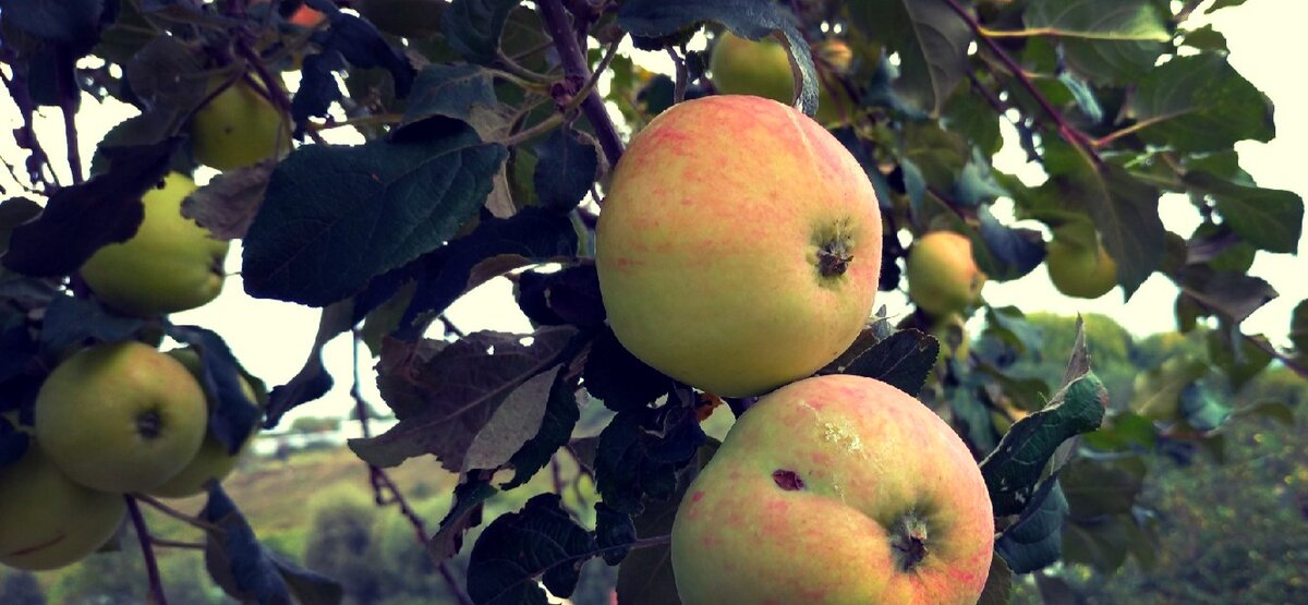 Яблучний Спас 19 серпня - Заборони, традиції, прикмети на достаток і щастя