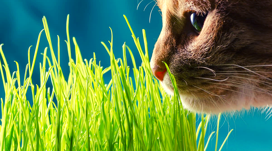 10 міфів про кішок у що ти вірив