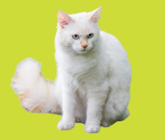 Що говорять народні прикмети про забарвленні вашої кішки