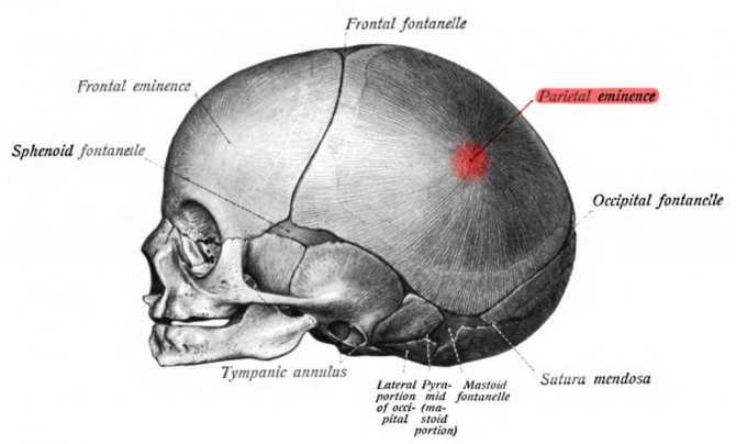 анатомія голови