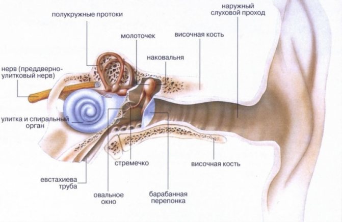 анатомія вуха