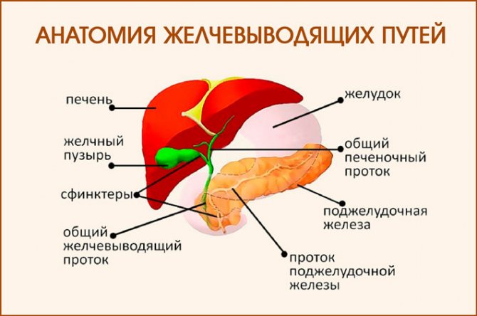 Анатомія жовчовівідніх Шляхів