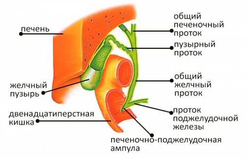 Анатомія жовчного міхура