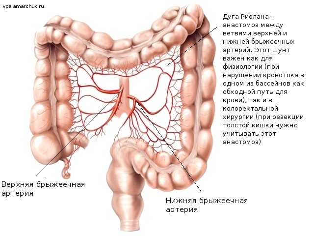 артерії Товстого кишечника дуга Ріолан