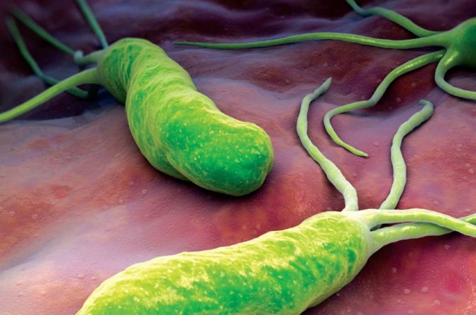 Бактерія хелікобактер пілорі
