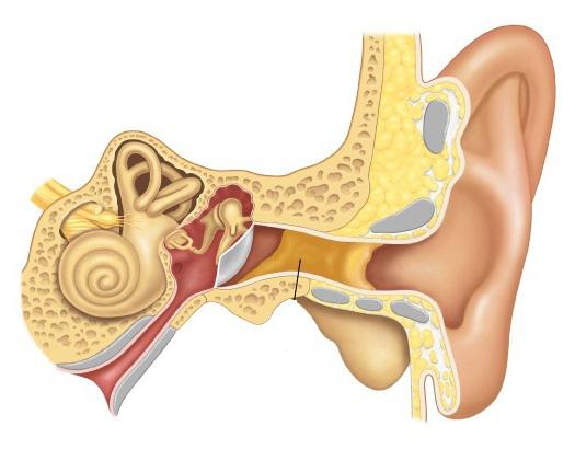хвороби вуха людини