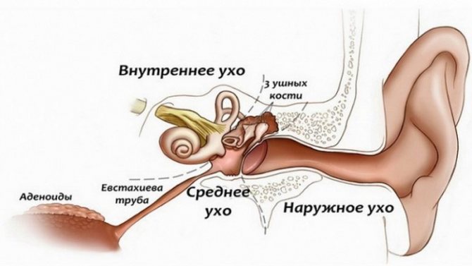 Хвороби вух у людини симптоми і лікування