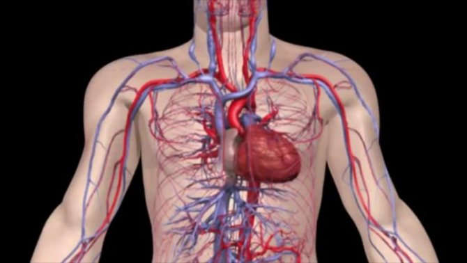 Головні артерії в тілі людини