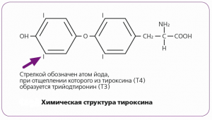 Какой гормон вырабатывает железа обозначенная на рисунке под буквой а гормон роста тироксин