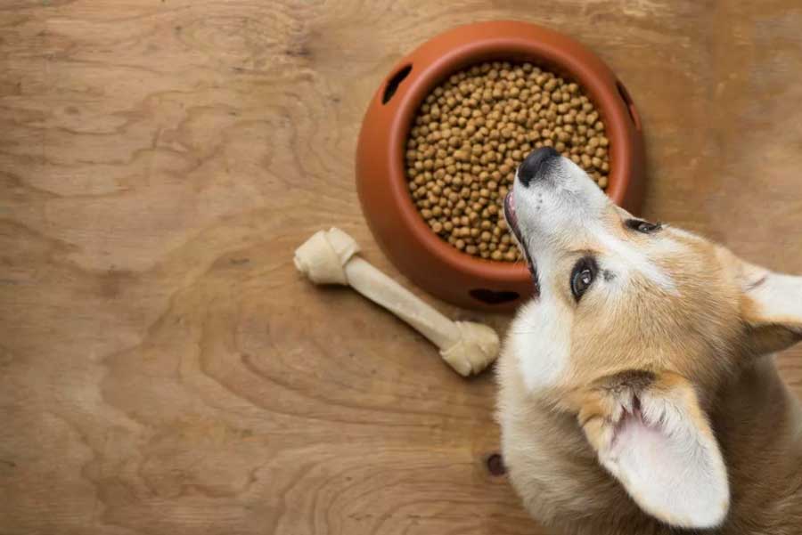Собака їсть корм та кістку