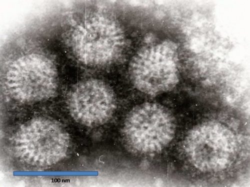 Як Виглядає вірус роду Rotavirus