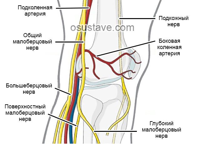 великі нерви і артерії, розташовані в районі колінного суглоба