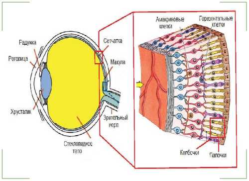 Макулодистрофія сітківки ока