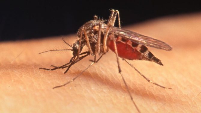 малярійний комар