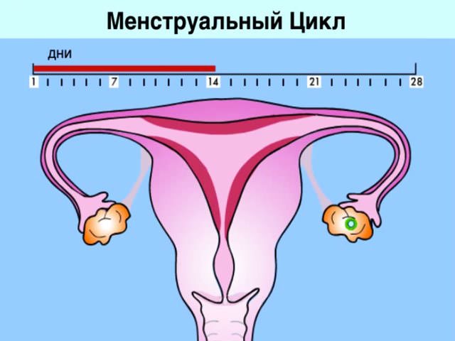 менструальний цикл