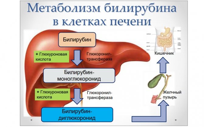 метаболізм білірубіну