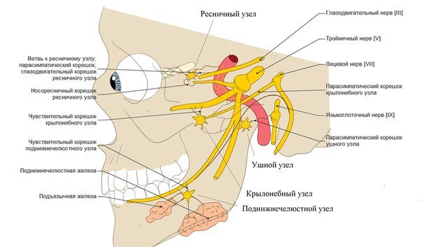 Нервові Вузли