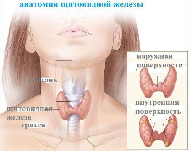 Нормальна щитовидна залоза