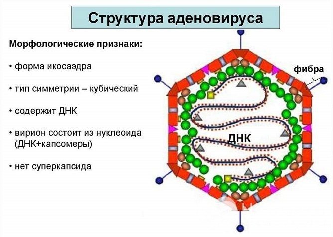 Один з можливости збудніків хвороби - аденовірус