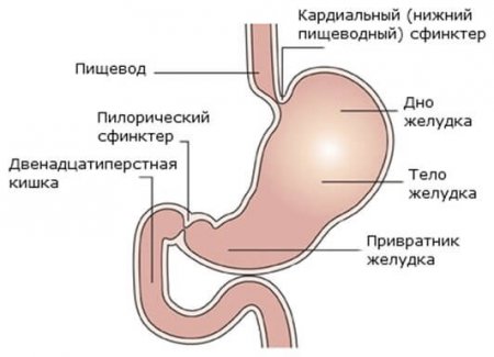 Підпис Схематичне зображення шлунка