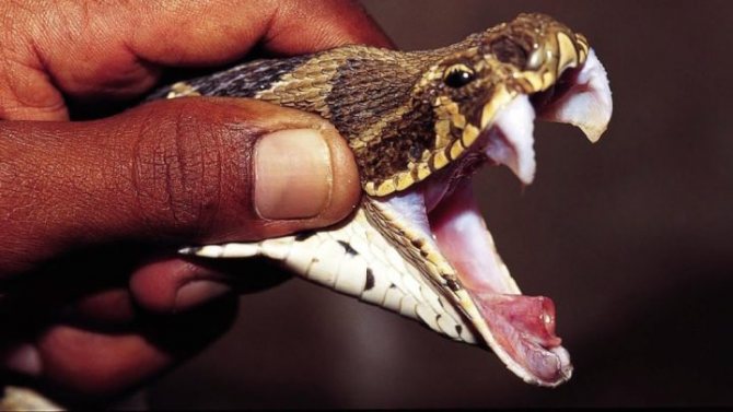 Ознаки укусу отруйної змії