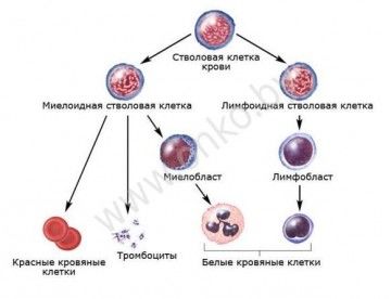 Розвиток клітин крові