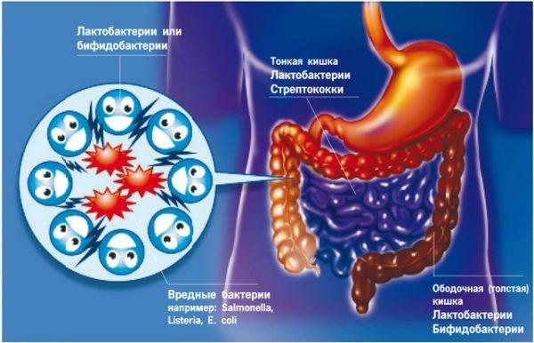 Роль мікрофлорі кишечника