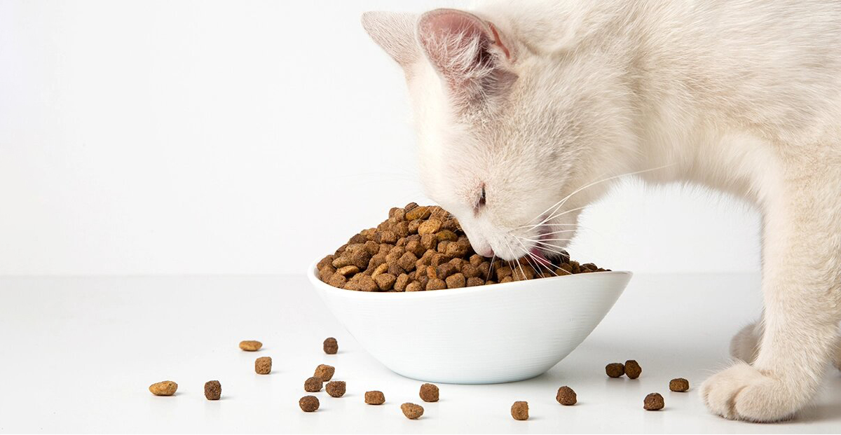 Сухой корм для кошек в миске