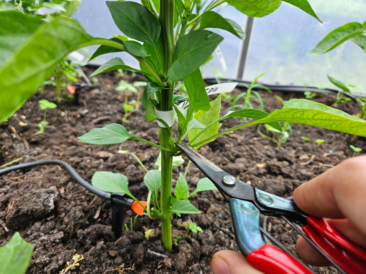 Формировка куста перца