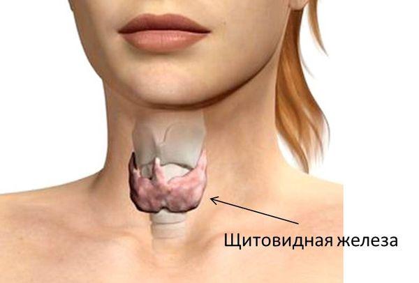 Щитовидна залоза
