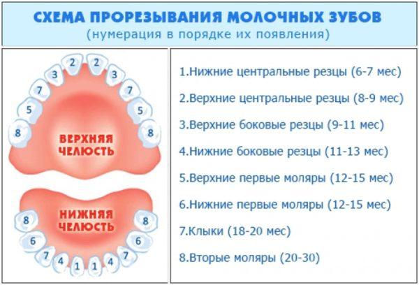 Схема прорізування молочних зубів у дітей