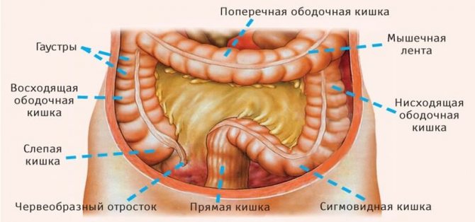 Схема пристрою кишечника
