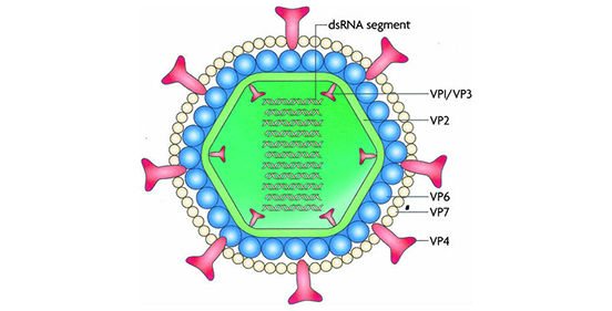 схематична картинка ротавірусу