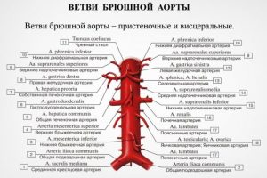 Бедренная артерия схема