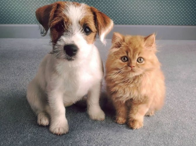 Собака і кішка
