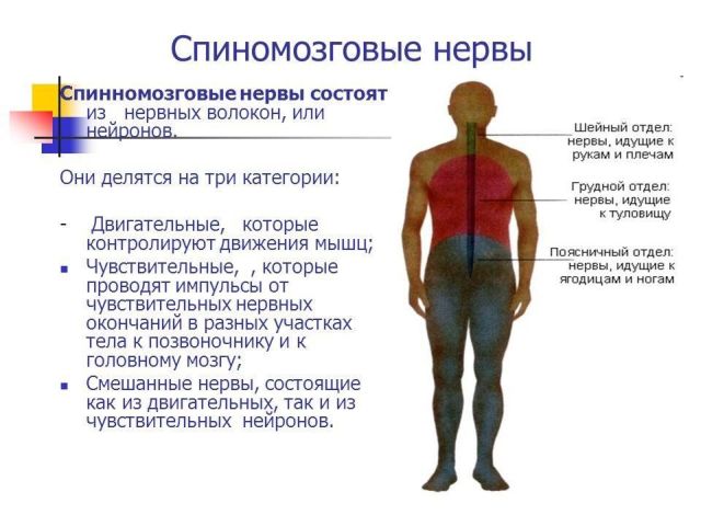 спінномозкові нерви