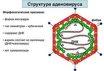 будова аденовірусу