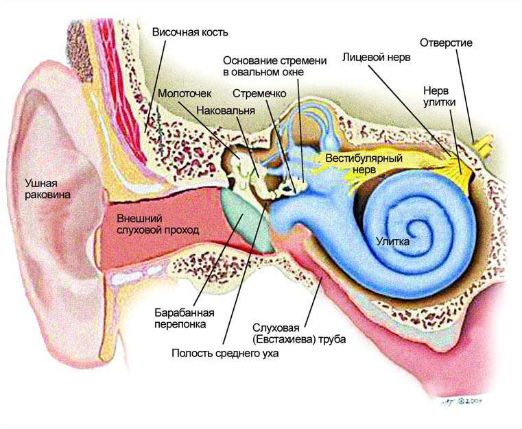 будову людського вуха