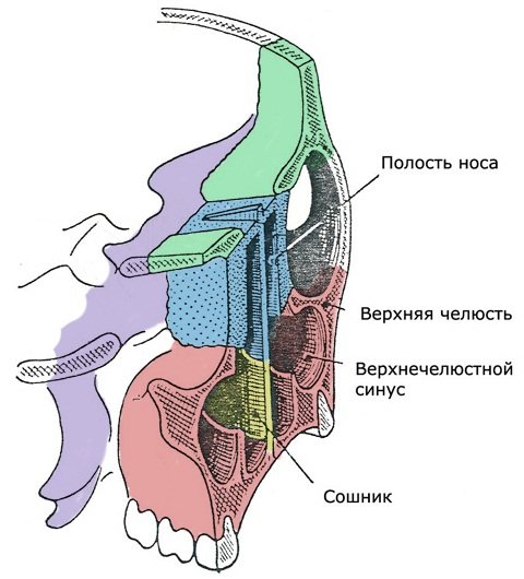 Будова черепа людини. Фото з описом, анатомія. Вигляд ззаду, спереду, зверху, збоку, в розрізі