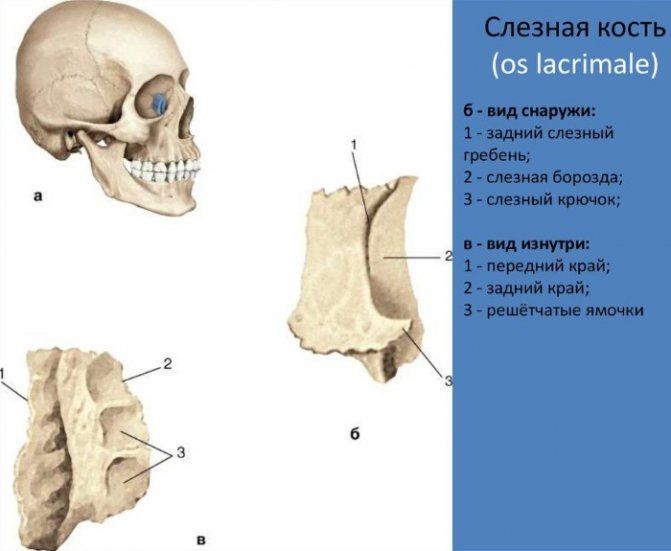 Будова черепа людини. Фото з описом, анатомія. Вигляд ззаду, спереду, зверху, збоку, в розрізі