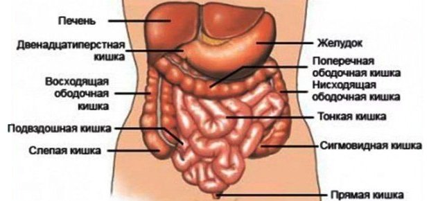 Будова кишечника людини
