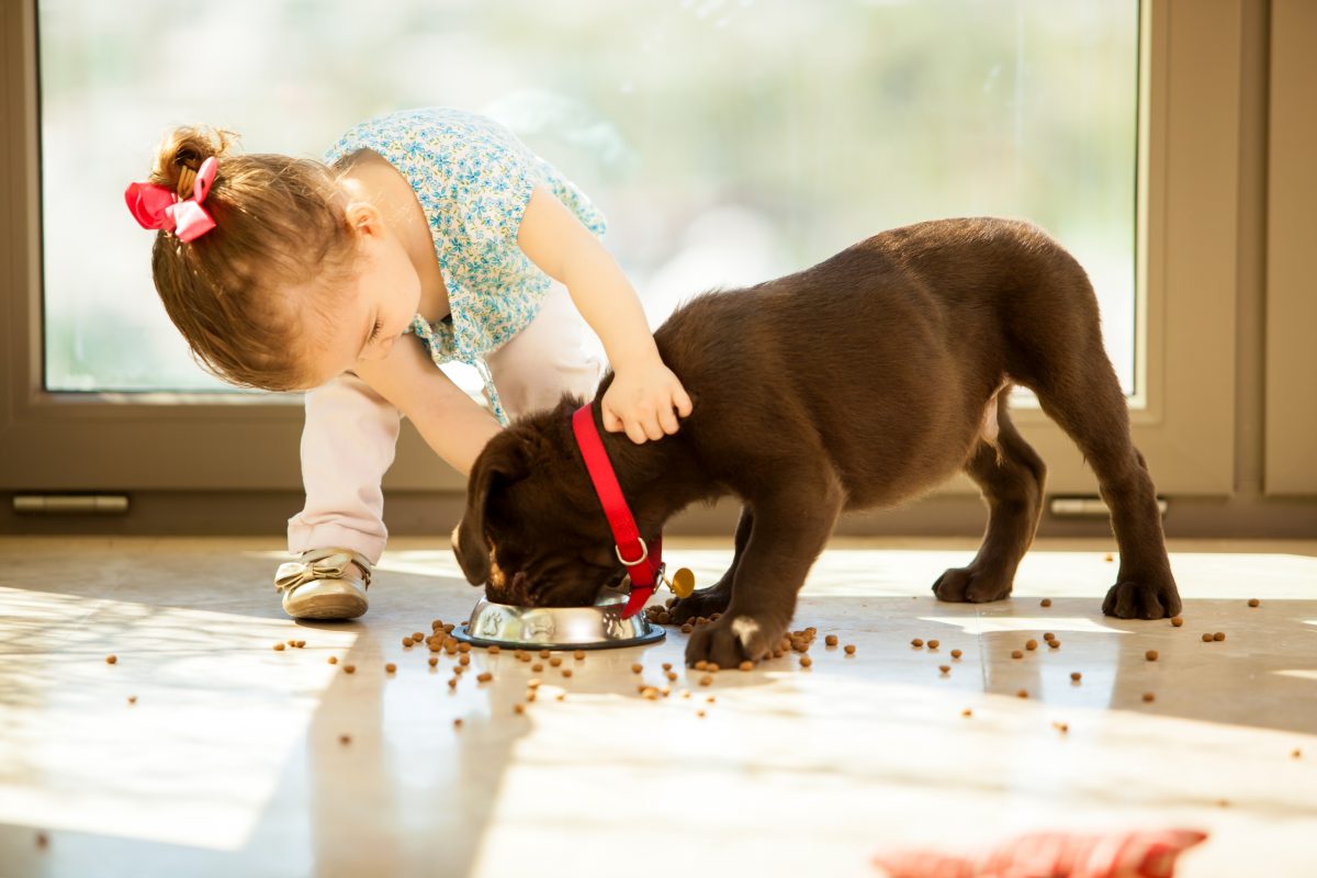 Милая маленькая девочка кормит своего щенка
