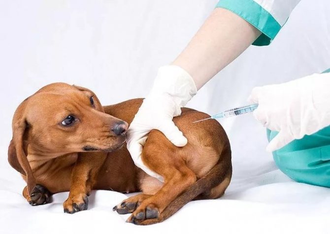 вакцинація собак від сказу