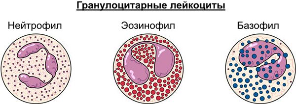 Види гранулоцитарних лейкоцитів
