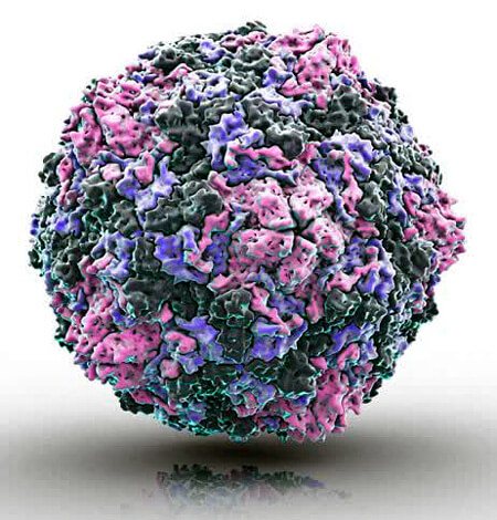 Вірус Коксакі типу А викликає герпесних ангіну більш ніж в половині випадків.