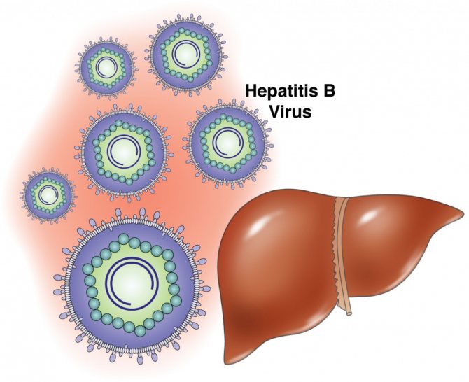 вплив гепатиту в на печінку