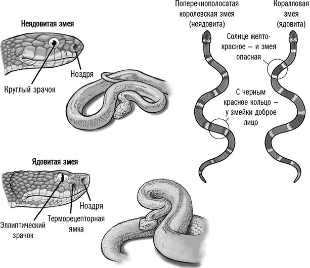 Зовнішні відмінності отруйних і неотруйних змій