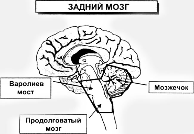 задній мозок