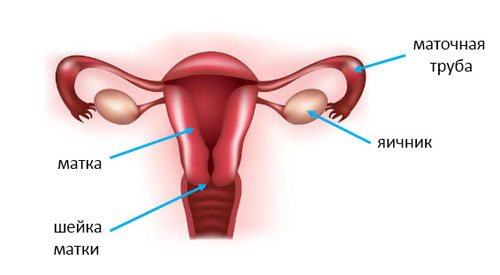 жіноча репродуктивна система